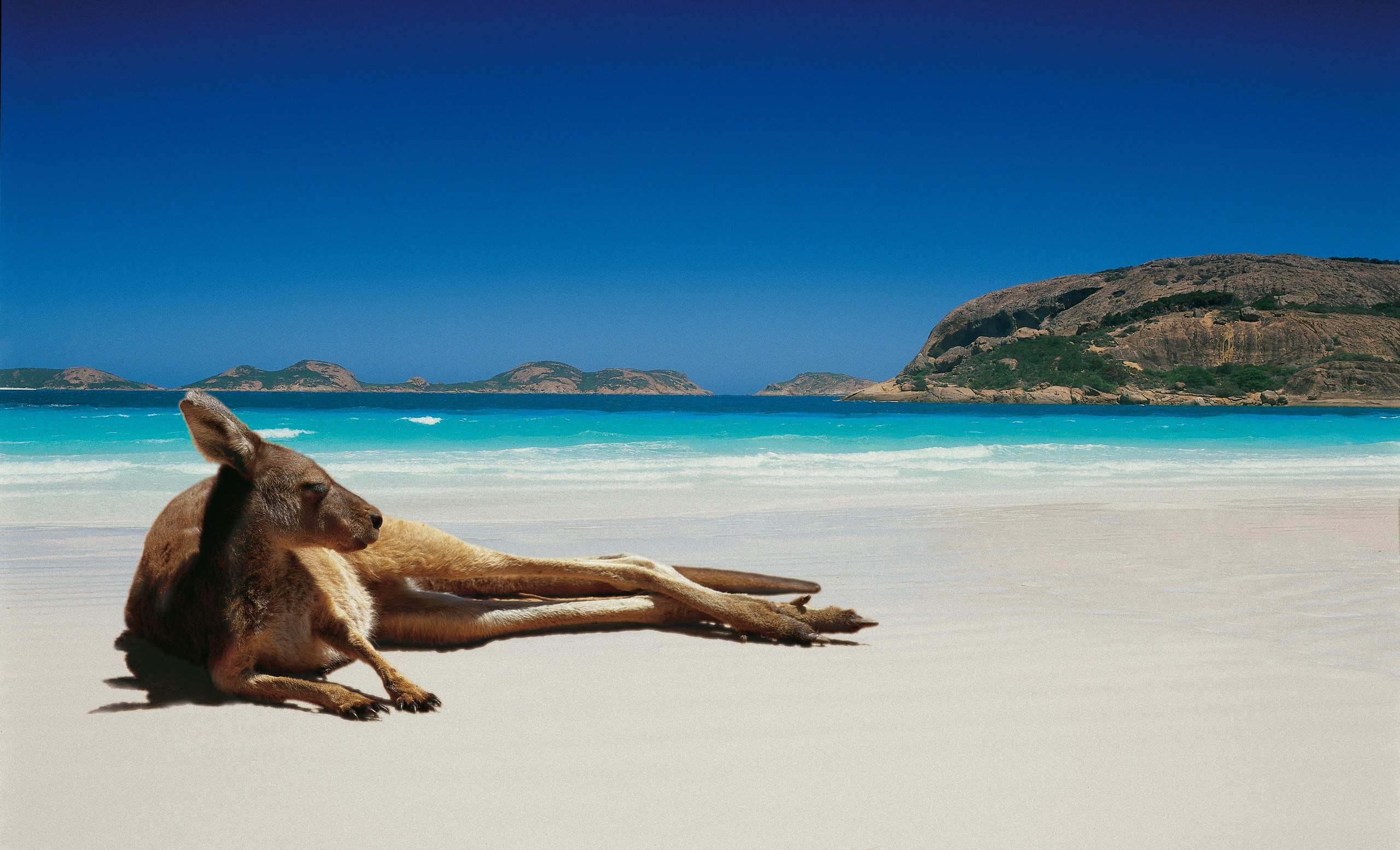 Отдых в австралии и океании. Остров кенгуру (залив сент-Винсент). Остров кенгуру в Австралии. Кенгуру на пляже в Австралии. Австралийский пляж.